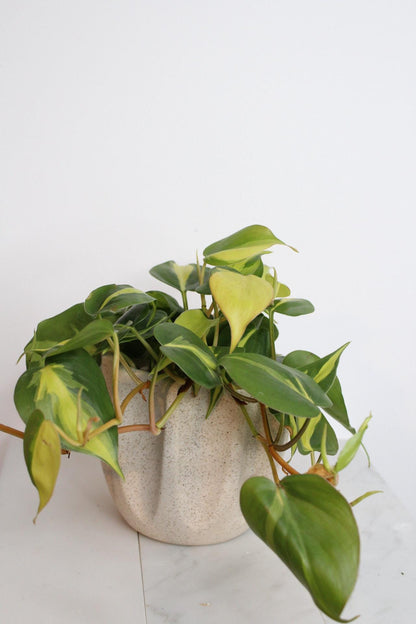 Live Indoor Philodendron Cordatum 'Brasil'  Heart Leaf Vine Plant Gift for Office Plant Lover Tropical Foliage Easy Care Plant Gift Friend Beige Fluted Modern Minimal Elegant Pot