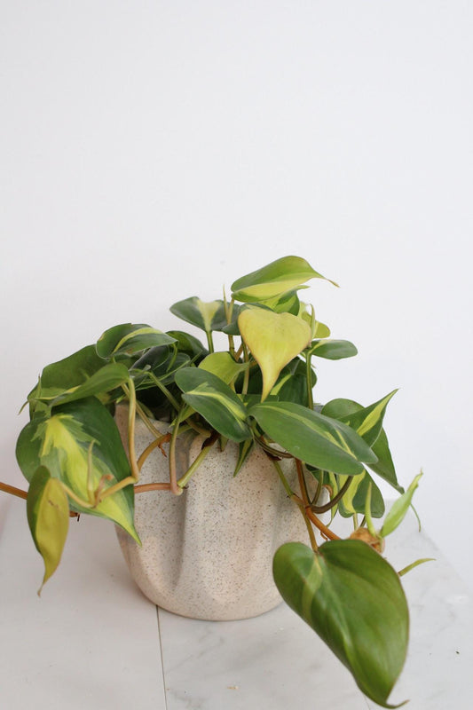 Live Indoor Philodendron Cordatum 'Brasil'  Heart Leaf Vine Plant Gift for Office Plant Lover Tropical Foliage Easy Care Plant Gift Friend Beige Fluted Modern Minimal Elegant Pot