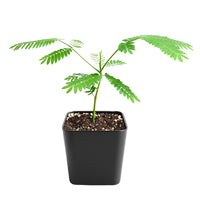 Persian Pink Mimosa – Ornamental Flowering Starter Tree