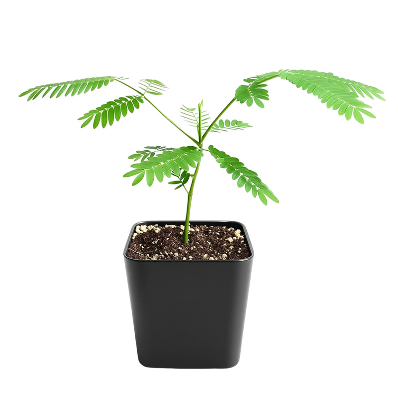 Persian Pink Mimosa – Ornamental Flowering Starter Tree
