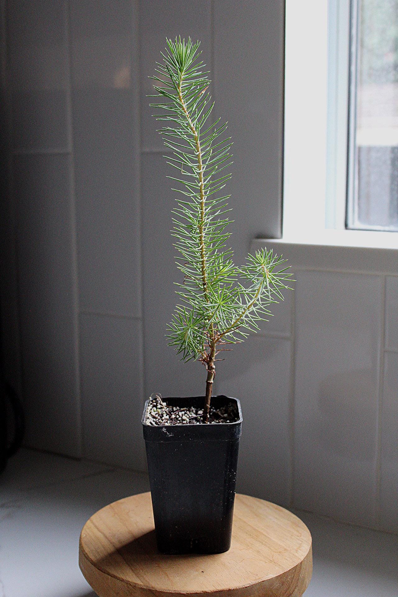 Pinus Pinea Bonsai Starter Bonsai Kit Indoor Bonsai Outdoor Bonsai Pine Bonsai Beginner Bonsai Easy Bonsai Live Bonsai Tree Plant Gift Gift for Gardener Bonsai Learning Kit