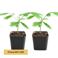 Persian Pink Mimosa – Ornamental Flowering Starter Tree