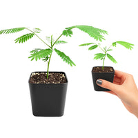 Persian Pink Mimosa – Ornamental Flowering Starter Tree