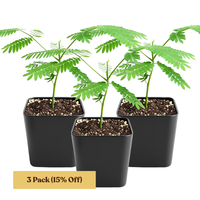 Persian Pink Mimosa – Ornamental Flowering Starter Tree