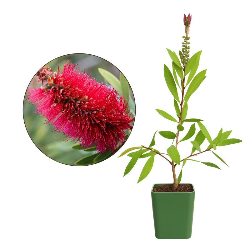 Red Bottlebrush Plant - Callistemon Citrinus for Outdoor Gardens