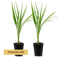 Pygmy Date Palm – Tropical Indoor Starter Plant