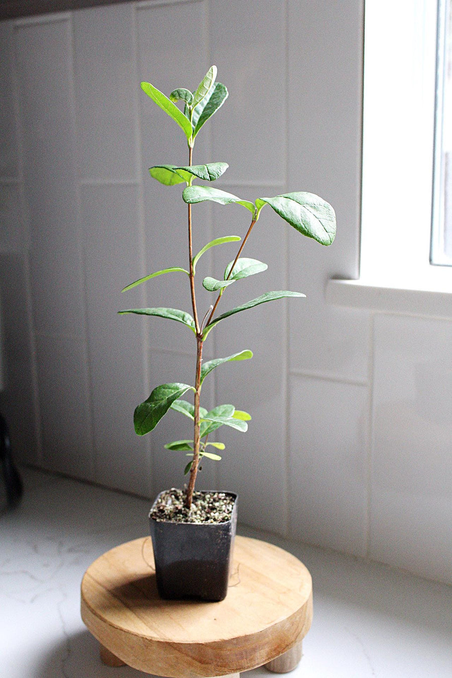 Edible Garden Plant Pineapple Guava Tropical Evergreen Shrub Flowering Container Plant Beautiful Landscape Addition Starter Size Growing Guide Perfect Home Garden Essential Live Plant Delivery Ready Garden Collection Premium Quality