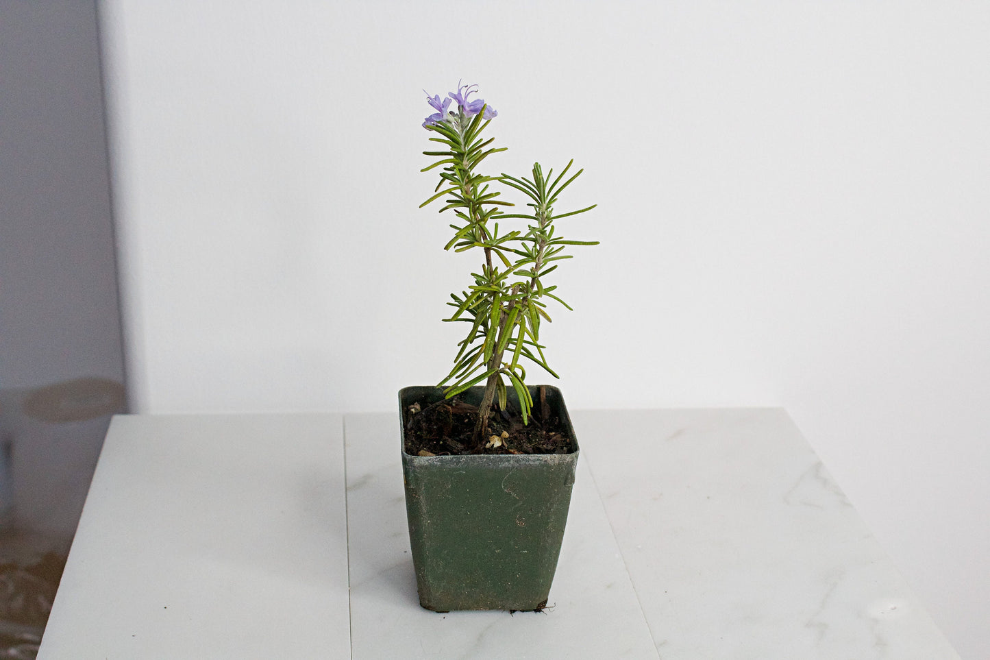 Mini Rosemary Plant Starter Rosmarinus officinalis Outdoor Garden Herb Live Rosemary Spice Plant Aromatic Blue Rosemary Officinalis Shrub