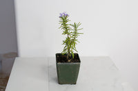 Mini Rosemary Plant Starter Rosmarinus officinalis Outdoor Garden Herb Live Rosemary Spice Plant Aromatic Blue Rosemary Officinalis Shrub