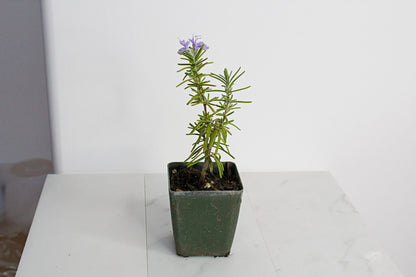 Mini Rosemary Plant Starter Rosmarinus officinalis Outdoor Garden Herb Live Rosemary Spice Plant Aromatic Blue Rosemary Officinalis Shrub