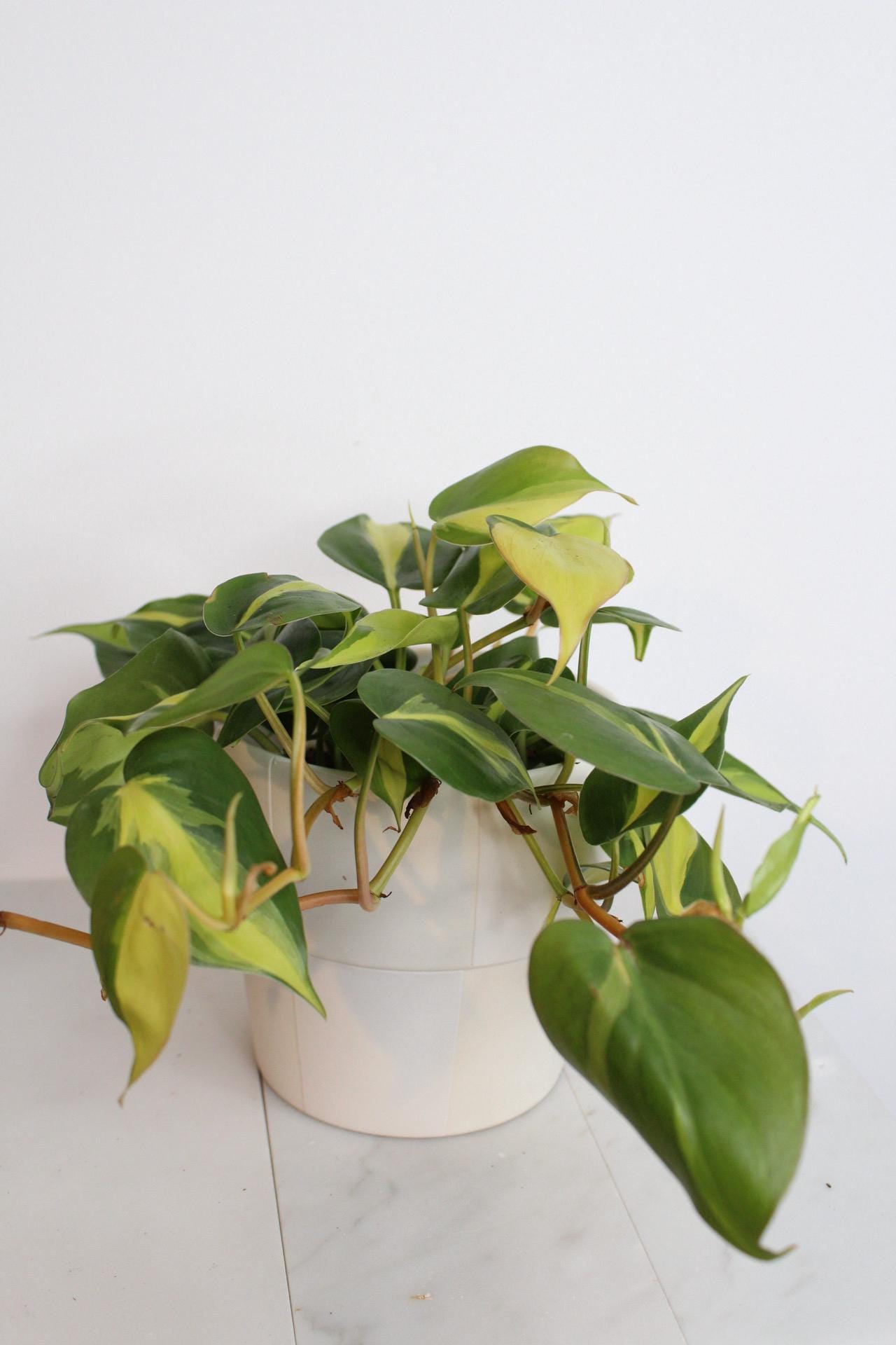 Live Indoor Philodendron Cordatum 'Brasil'  Heart Leaf Vine Plant Gift for Office Plant Lover Tropical Foliage Easy Care Plant Gift Friend white checkered pot