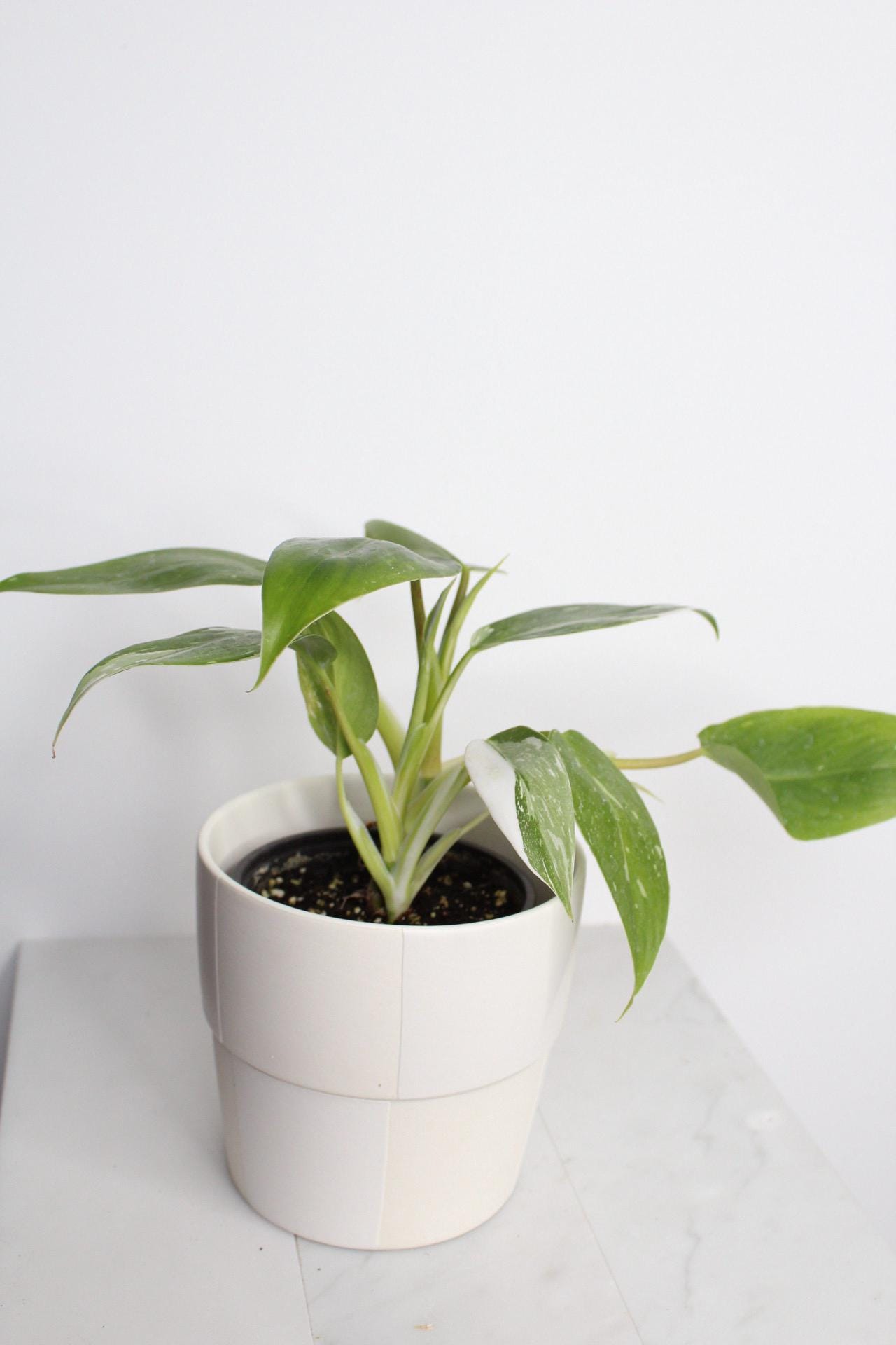 Tropical Plant Starter Bundle White Princess Philodendron Variegated Pink White Leaves Beautiful Indoor Specimen Easy Care Instructions Perfect New Grower Gift Four Inch Pot Rooted Plant Collection Home Office Decor Essential Growing Guide