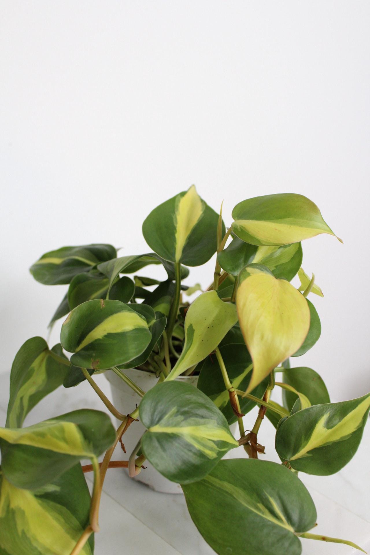 Live Indoor Philodendron Cordatum 'Brasil'  Heart Leaf Vine Plant Gift for Office Plant Lover Tropical Foliage Easy Care Plant Gift Friend