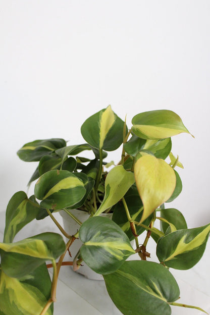 Live Indoor Philodendron Cordatum 'Brasil'  Heart Leaf Vine Plant Gift for Office Plant Lover Tropical Foliage Easy Care Plant Gift Friend