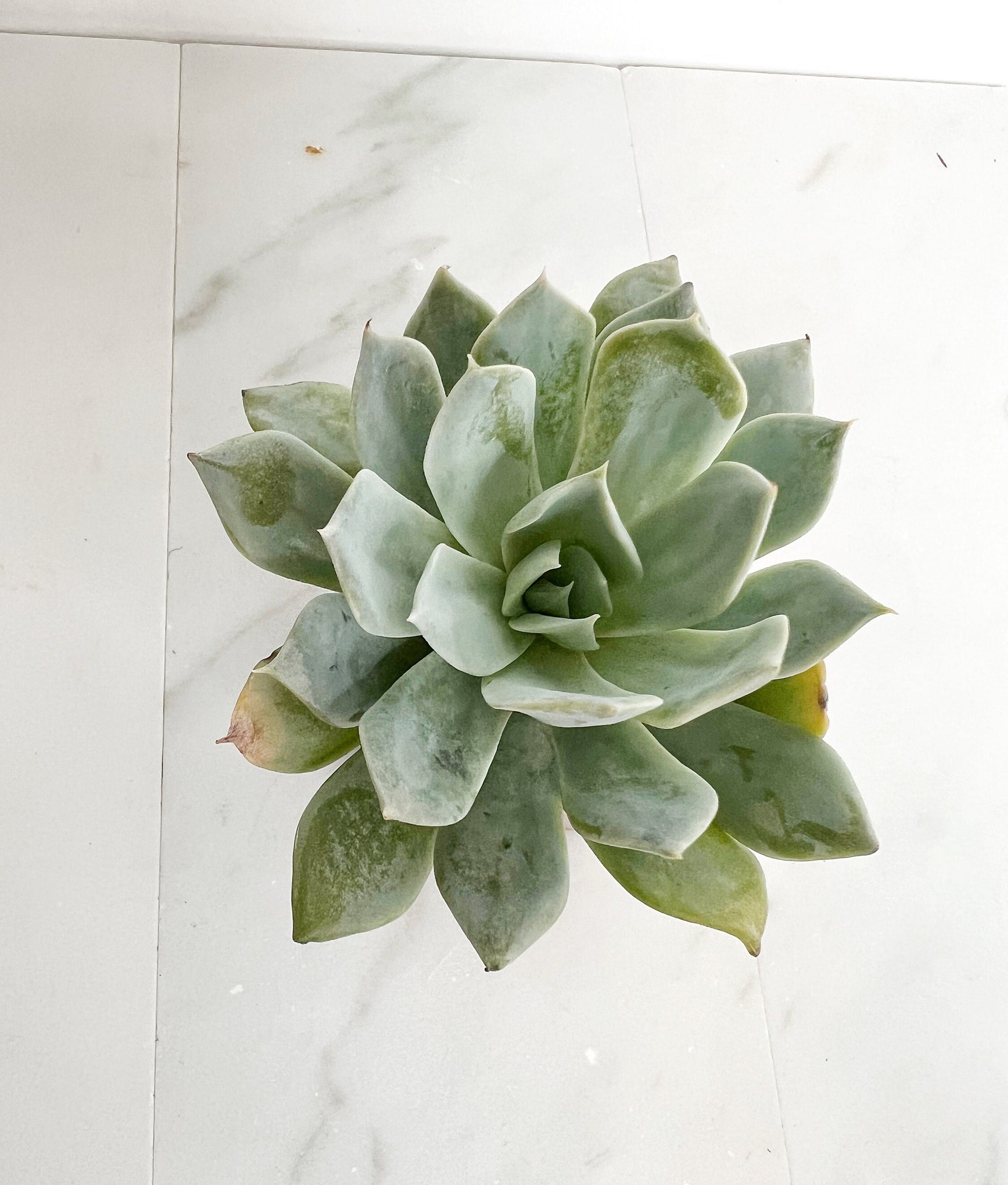 Succulent Plants 2" Mini Potted Succulents for Indoor Echeveria Desmetiana Home Office Decor Wedding Baby Shower Party Favors Gifts for Her Wedding Baby Shower Party Favors - Live Succulent 2.5-inch Collection