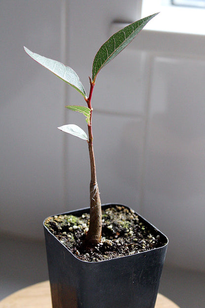 Brachychiton Populneus Starter Tree Kurrajong Bottle Tree Fast Growing Tree Drought Tolerant Tree Beginner Bonsai Tree Gift for Bonsai Enthusiast Australian Native Tree Sustainable Garden Plant Garden Tree