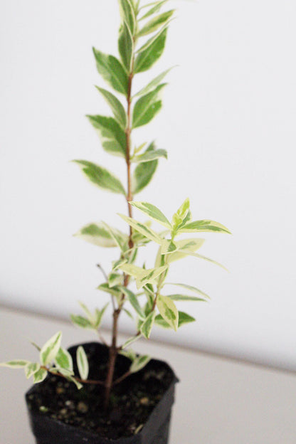 Variegated Mediterranean Plant Live Plant Patio Garden Indoor Outdoor Plant Easy Care Starter Plant Fragrant Herb Small Garden Apartment Garden Container Garden Plant Lover Gift Gift For Gardener