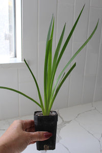 Red Kangaroo Paw – Drought Tolerant Landscaping Plant