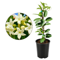Madagascar Jasmine (Stephanotis) – Fragrant Flowering Vine (1 Gallon)