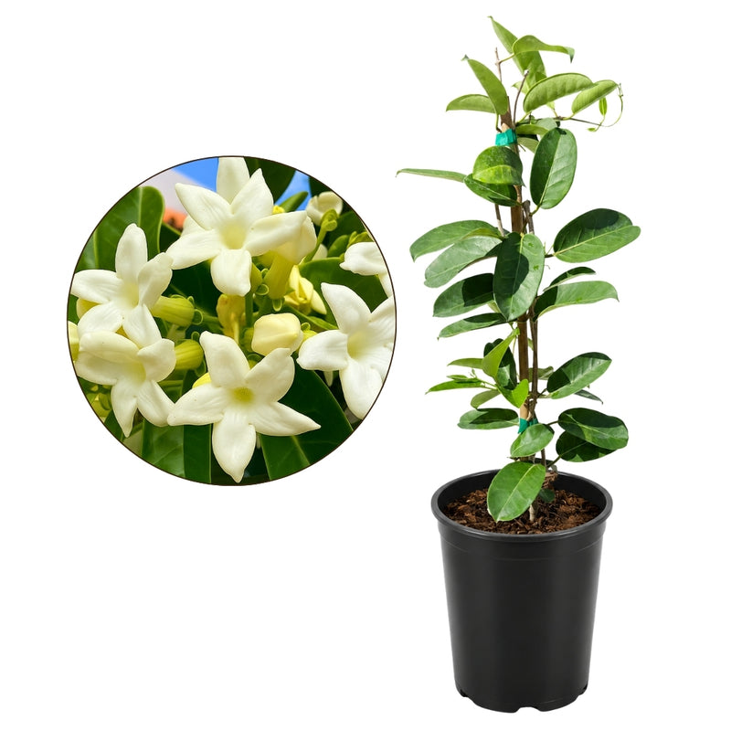 Madagascar Jasmine (Stephanotis) – Fragrant Flowering Vine (1 Gallon)