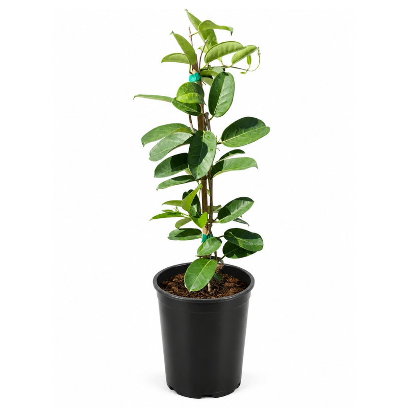 Madagascar Jasmine (Stephanotis) – Fragrant Flowering Vine (1 Gallon)