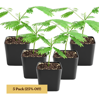 Persian Pink Mimosa – Ornamental Flowering Starter Tree