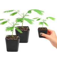 Persian Pink Mimosa – Ornamental Flowering Starter Tree