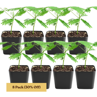 Persian Pink Mimosa – Ornamental Flowering Starter Tree