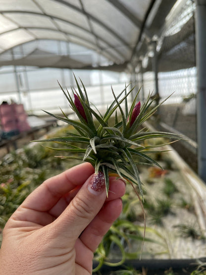 Custom Upgrade | Pick Your Plant Before Shipping