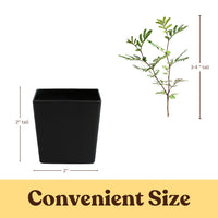 Purple Leaf Acacia – Drought-Tolerant Weeping Starter Tree