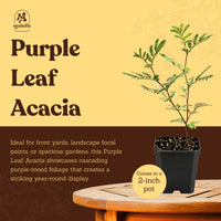 Purple Leaf Acacia – Drought-Tolerant Weeping Starter Tree