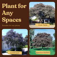 Purple Leaf Acacia – Drought-Tolerant Weeping Starter Tree