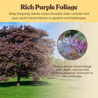 Purple Leaf Acacia – Drought-Tolerant Weeping Starter Tree