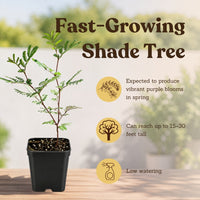 Purple Leaf Acacia – Drought-Tolerant Weeping Starter Tree