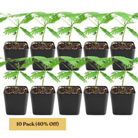 Persian Pink Mimosa – Ornamental Flowering Starter Tree