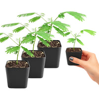 Persian Pink Mimosa – Ornamental Flowering Starter Tree