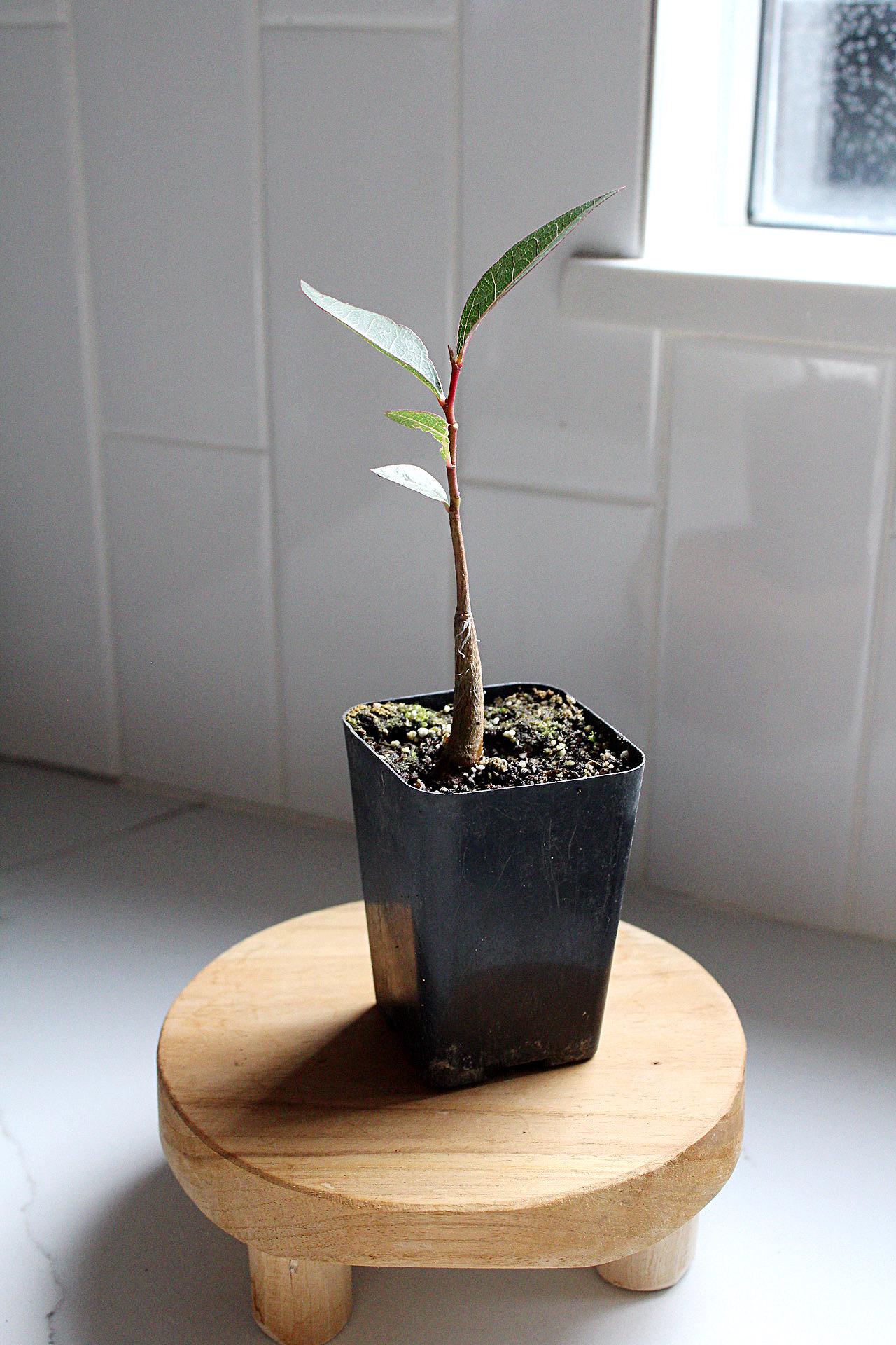 Kurrajong Starter Tree Bonsai Starter Tree Brachychiton Populneus Bottle Shaped Tree Ornamental Tree Drought Resistant Garden Tree Unique Specimen Tree Garden Focal Point White Flower Tree Garden Gift