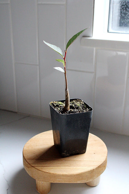 Kurrajong Starter Tree Bonsai Starter Tree Brachychiton Populneus Bottle Shaped Tree Ornamental Tree Drought Resistant Garden Tree Unique Specimen Tree Garden Focal Point White Flower Tree Garden Gift