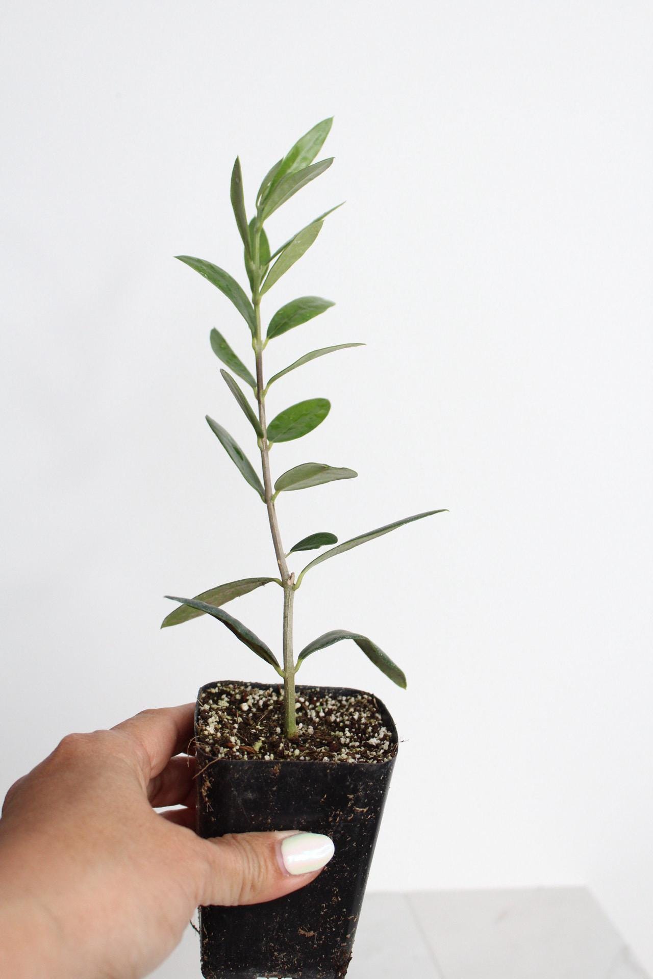 Italian Plant Gift Baby Olive Tree Small Space Garden Accent Wedding Party Favor Perfect Home Present Mediterranean Style Decor Dwarf Ollie Variety Stone Fruit Plant Living Collection Beautiful Green Starter Gift Space Saving Design