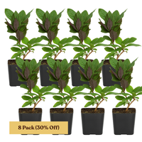 Purple Honeysuckle Vine – Hardy Climbing Garden Plant