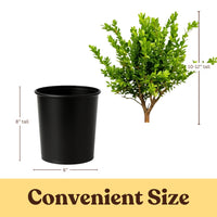 Green Beauty Boxwood – Evergreen Hedge Shrub (1 Gallon)
