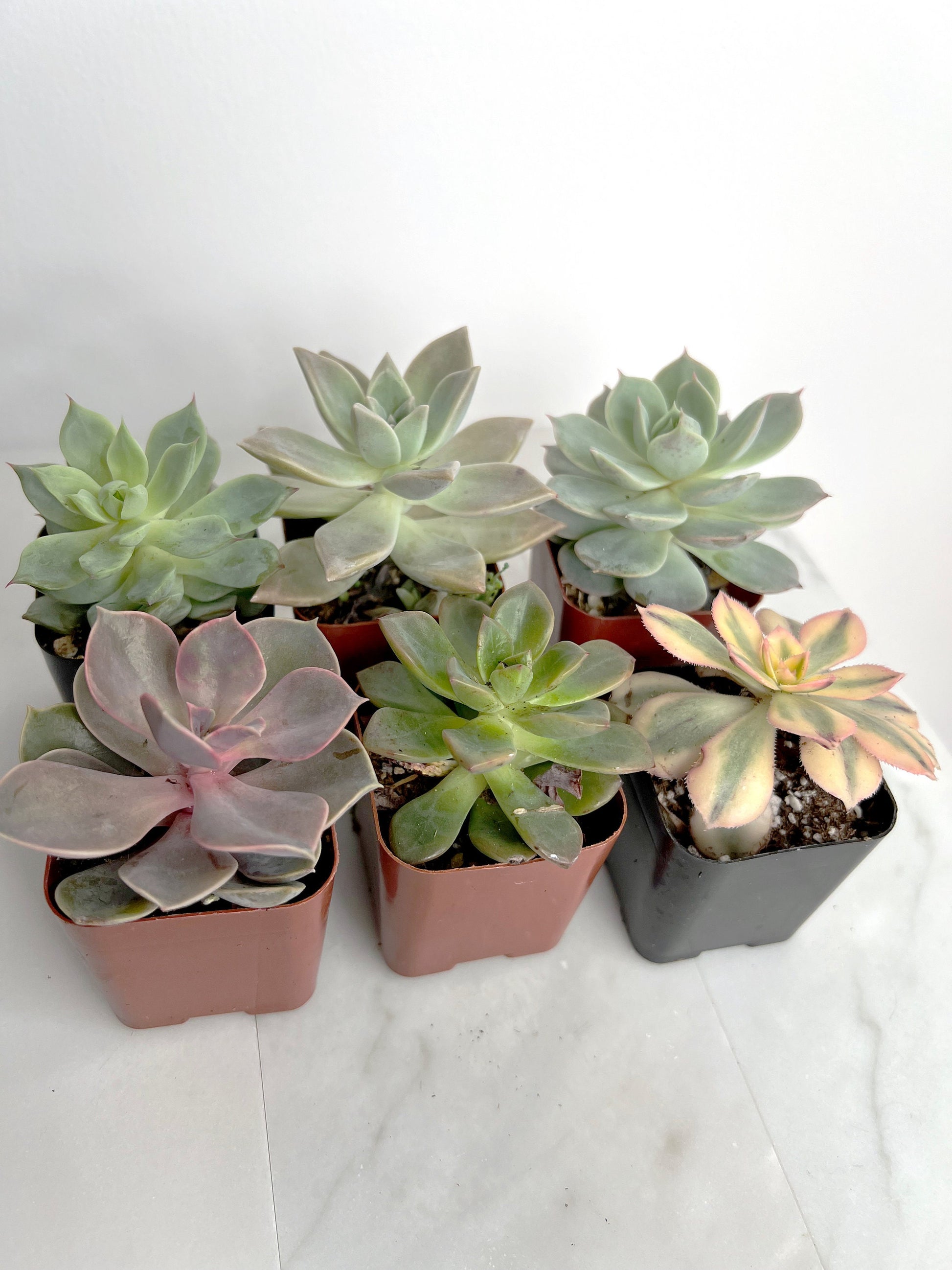 6 Pack Assorted Succulent Variety Pack Assorted 2 inch Potted Succulents Shower Party Favors Wedding Succulent Arrangement House Plant Start