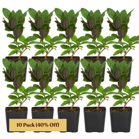 Purple Honeysuckle Vine – Hardy Climbing Garden Plant
