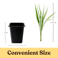 Pygmy Date Palm – Tropical Indoor Starter Plant