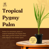 Pygmy Date Palm – Tropical Indoor Starter Plant