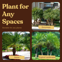 Pygmy Date Palm – Tropical Indoor Starter Plant