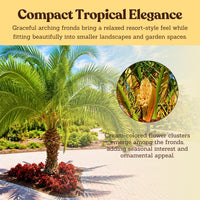 Pygmy Date Palm – Tropical Indoor Starter Plant