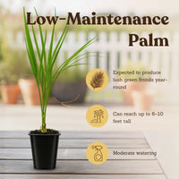 Pygmy Date Palm – Tropical Indoor Starter Plant