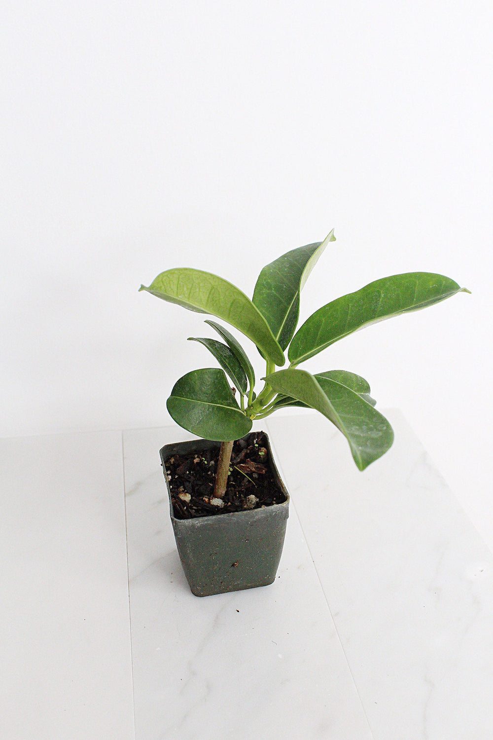 Stephanotis Floribundas Madagascar Jasmine Vine Outdoor Plant White Flower Plant Starter Lei Fragrant Flower Jasmine Houseplant Live Plant