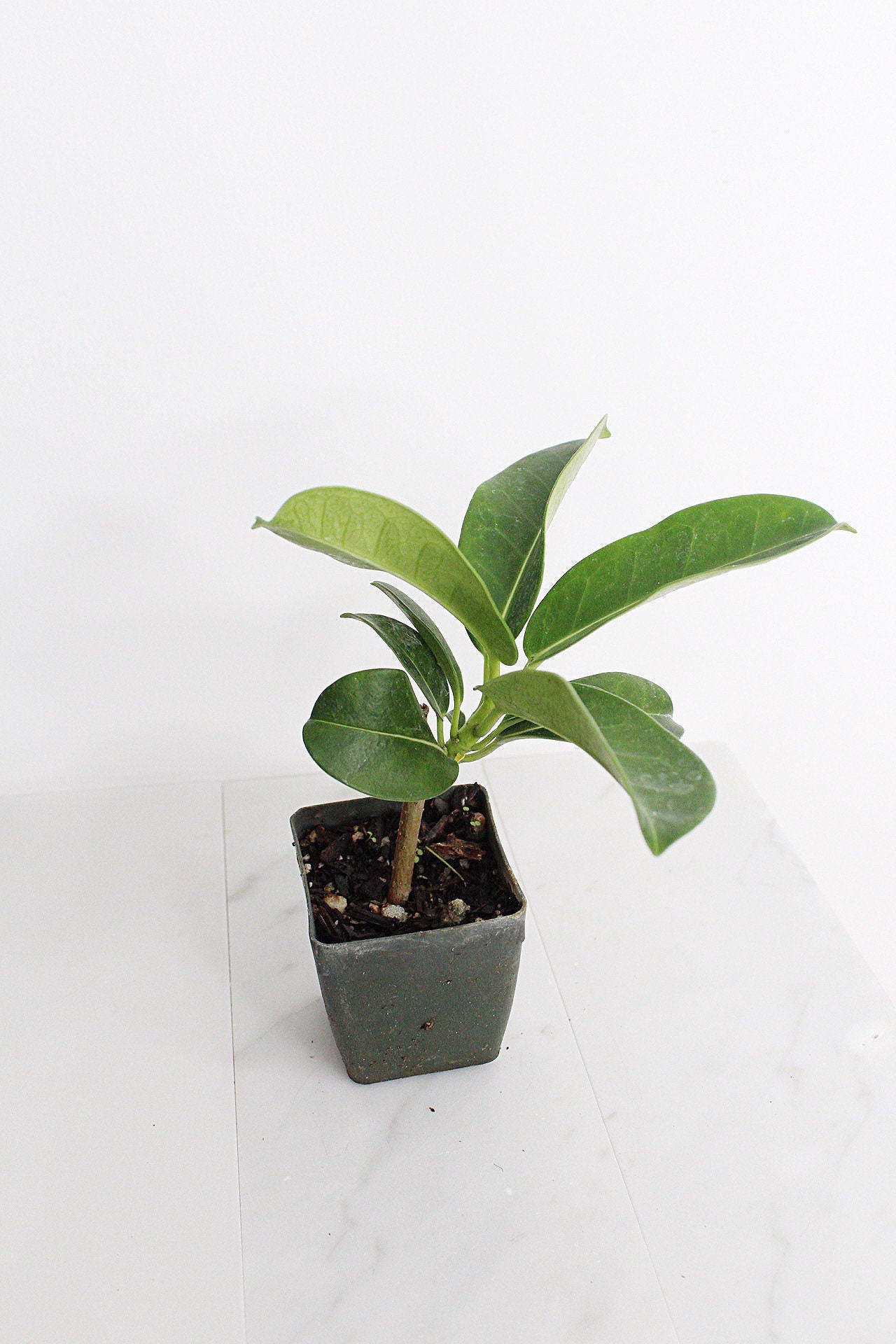 Stephanotis Floribundas Madagascar Jasmine Vine Outdoor Plant White Flower Plant Starter Lei Fragrant Flower Jasmine Houseplant Live Plant